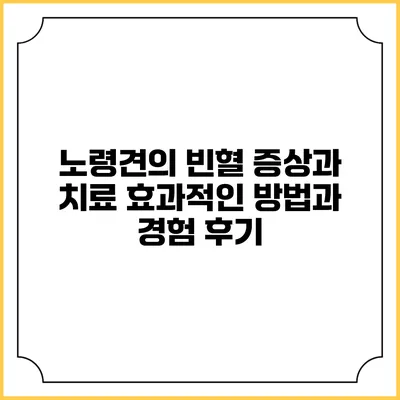 노령견의 빈혈 증상과 치료: 효과적인 방법과 경험 후기